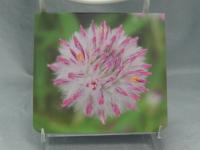 Self adhesive notepad